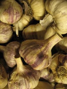 Growing Gourmet Garlic, Part 3: When to Plant and Soil Preparation Image